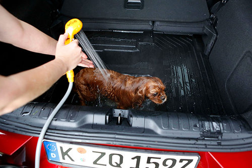 Neuer Ford Puma: Hunde-Waschsalon