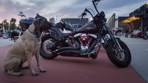 Harley-Davidson wird Wacken-Partner 
