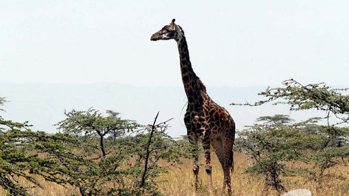 Beim WRC-Safari-Comeback wird Cleverster, nicht Schnellster gewinnen Giraffen an der Strecke sind bei der Safari-Rallye in Kenia keine Seltenheit