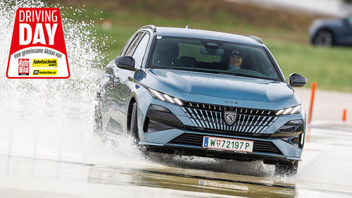 Überraschungs-Löwe 