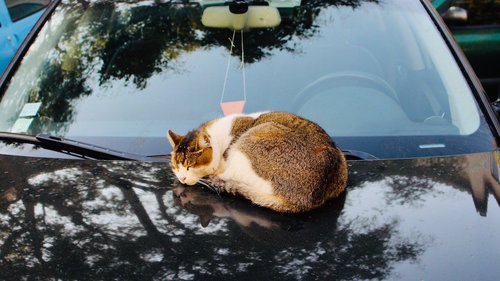 Mit der Katze sicher und entspannt Auto fahren 