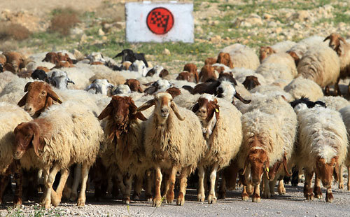 Rallye-WM: Jordanien 